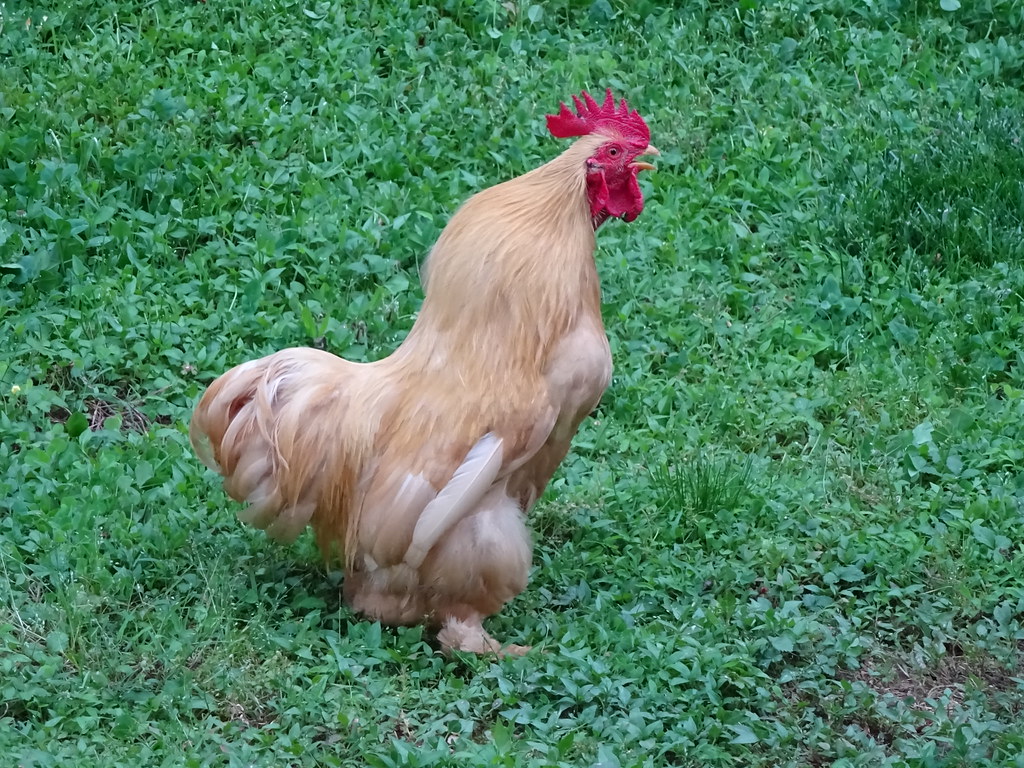 A rooster crowing in a yard
